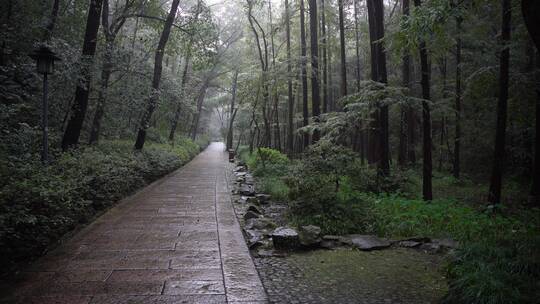 杭州西湖景区虎跑公园森林氧吧