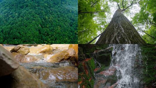 森林 溪流 自然风光高清在线视频素材下载