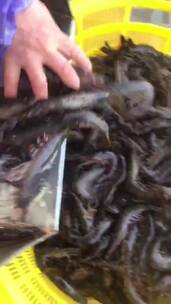野生海虾黑虎虾实拍