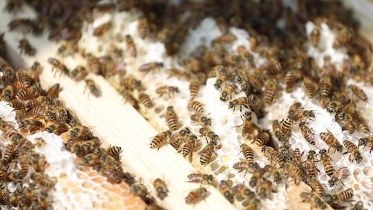 中华蜂蜜蜂养殖高清素材视频素材模板下载