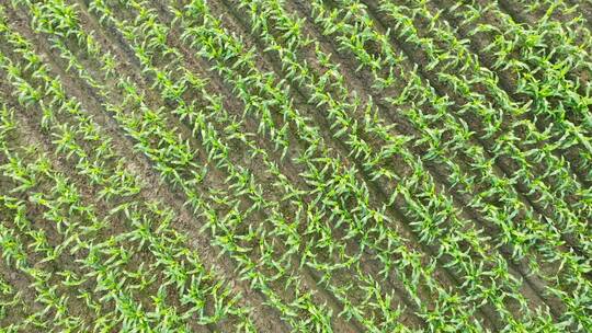 中国农业经济发展大型玉米种植地