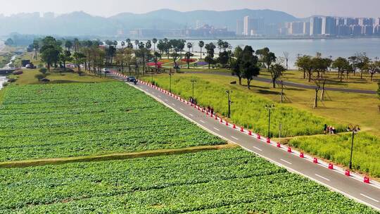 珠海金湖公园油菜花