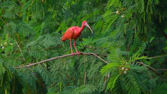 野生鸟类美洲红鹮在树枝上休息水中捕食