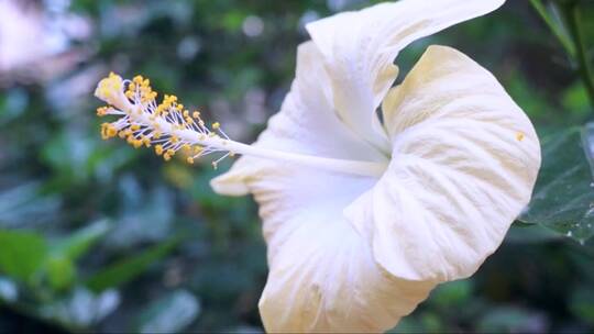 随风摇摆的白芙蓉