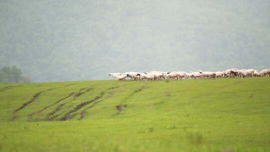 草原上放牧的羊群吃草的羊群