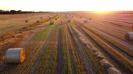 小麦收获后，许多包麦草扭曲成卷长长的阴影