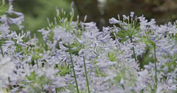 紫娇花洋韭菜花唯美春天公园花草树木