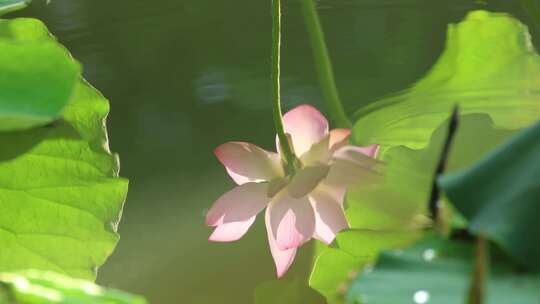 蜻蜓 荷花 升格慢动作 慢镜头