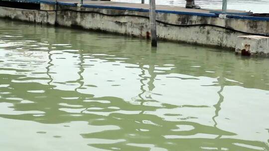 渔港的绿色水域