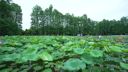 武汉东湖磨山景区盆景园荷花