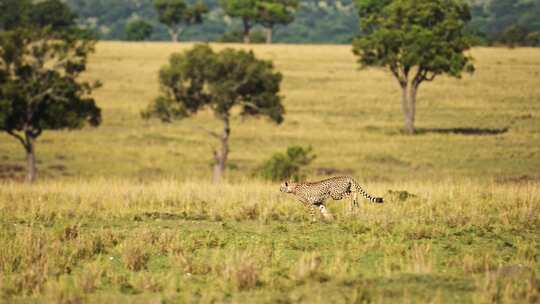 猎豹，领域，Safari，野生