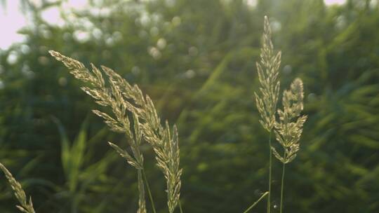 夏季夕阳芦苇草自然植物野草绿草空境转场