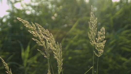 夏季夕阳芦苇草自然植物野草绿草空境转场视频素材模板下载