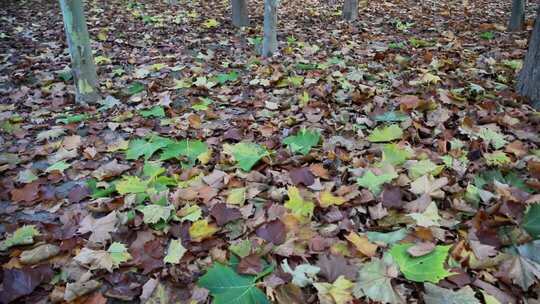 树林中地面铺满落叶素材