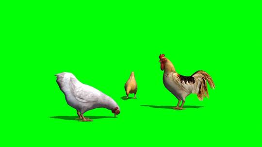 绿幕-动物-三只鸡