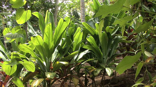 热带植物景观