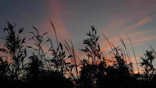 夕阳逆光芦苇荡随风飘荡视频素材模板下载