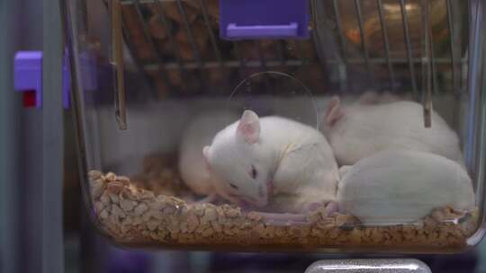 实验室笼养活体小白鼠