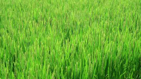 水田实验基地绿色稻稻穗