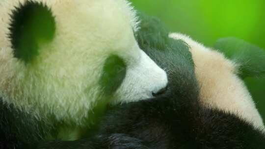 大熊猫四川成都国宝野生动物小熊猫旅游视频素材模板下载