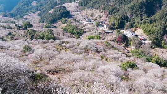 航拍福州永泰青梅花（葛岭万石村）4