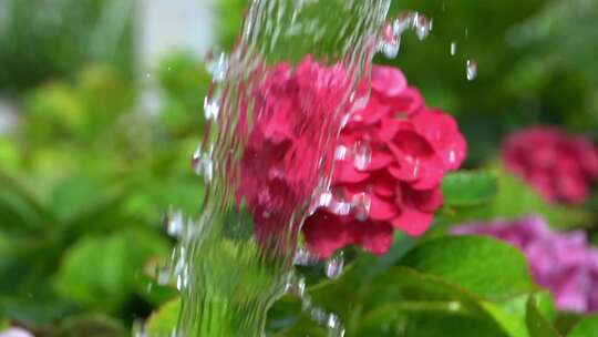 一朵花的特写镜头，水从里面流出来