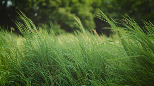 风吹草地