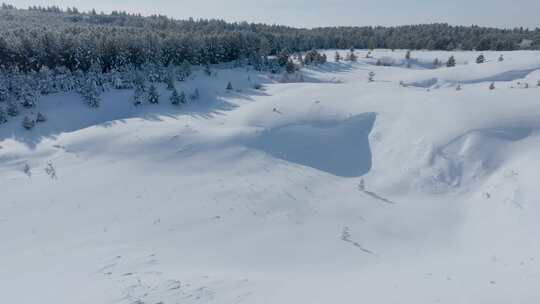 雪压樟子松、雾凇