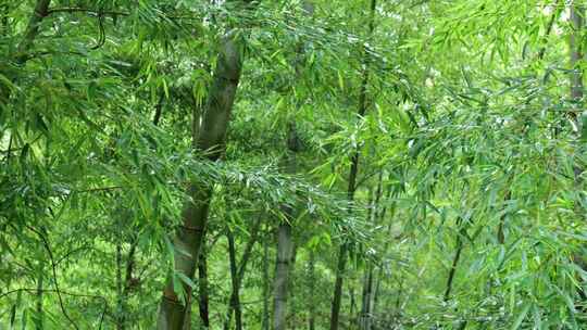 竹林竹叶禅意下雨天唯美空镜