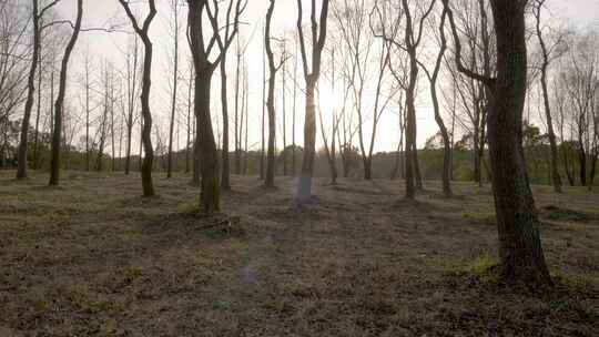落叶 秋天  枯叶  叶子飘落