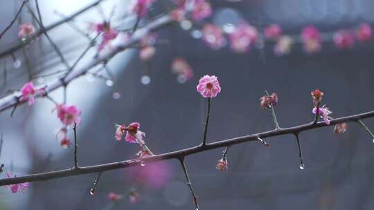 杭州西湖郭庄雨天梅花风景