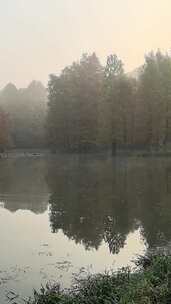 南京燕雀湖：湖边树林风景宁静自然景象