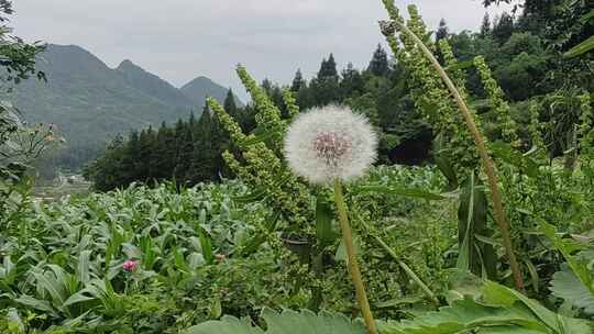 在微风中飘荡的蒲公英