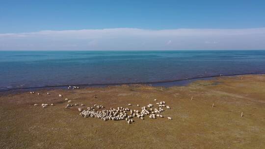 青海湖草原湿地羊群自然风光航拍视频素材模板下载