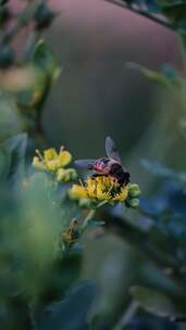蜜蜂 昆虫 蜜蜂采蜜 蜂蜜 授粉