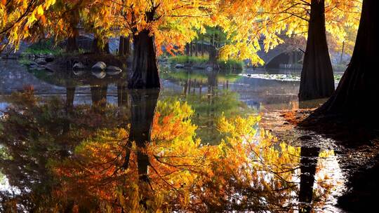 秋天南京燕雀湖水杉树金黄色的水中倒影视频素材模板下载