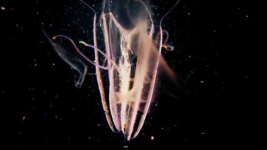海底发光水母