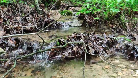 森林里溪水流动的慢镜头