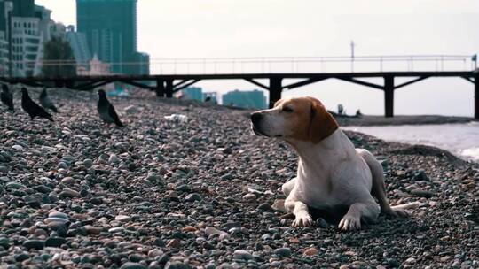 狗躺在石头沙滩上视频素材模板下载
