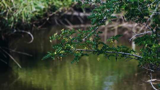 植物 自然 树枝 树叶 小溪 小河