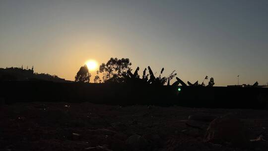 4K高清夕阳逆光下的芦苇草随风摇摆