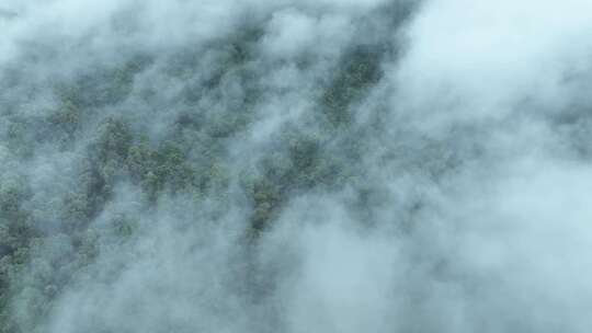 云雾森林云海树林航拍森林雨天森林俯拍树林视频素材模板下载