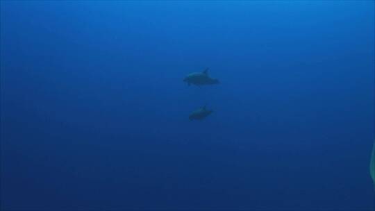 水下海豚在游动视频素材模板下载