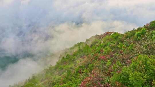 巫峡红叶