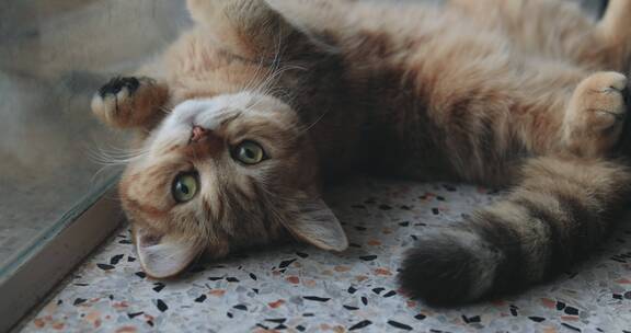短毛小猫躺在地板上