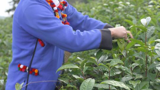 茶园采茶特写镜头