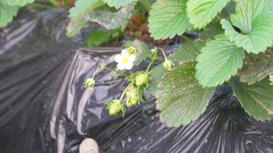 草莓园 农田 农业作物 水果 绿色植物 温室