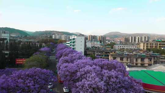 蓝花楹航拍西昌蓝花楹