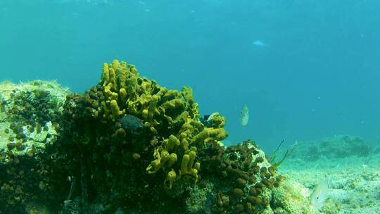 浅海海底潜水珊瑚礁小鱼视频素材模板下载
