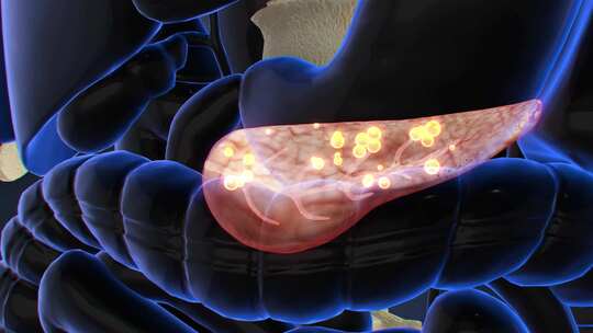 模型素材 肠胃展示动画 生命健康视频素材模板下载